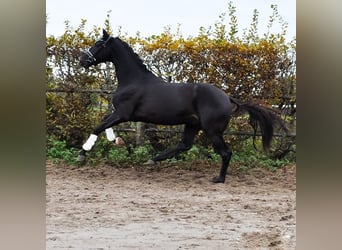 KWPN, Étalon, 3 Ans, 163 cm, Bai brun foncé