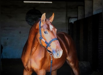 KWPN, Étalon, 3 Ans, 164 cm, Alezan brûlé
