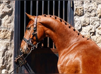 KWPN, Étalon, 3 Ans, 164 cm, Alezan brûlé