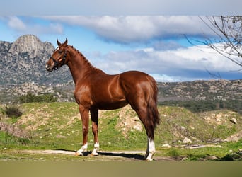 KWPN, Étalon, 3 Ans, 164 cm, Alezan brûlé