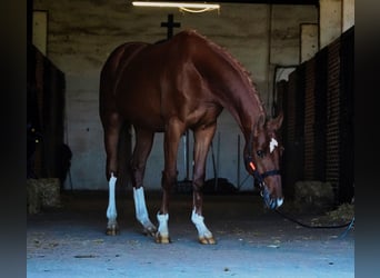 KWPN, Étalon, 3 Ans, 164 cm, Alezan brûlé