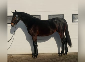 KWPN, Étalon, 3 Ans, 164 cm, Bai brun