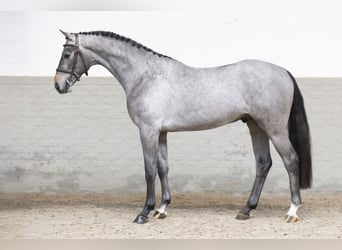 KWPN, Étalon, 3 Ans, 164 cm, Gris