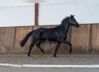 KWPN, Étalon, 3 Ans, 164 cm, Noir