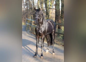 KWPN, Étalon, 3 Ans, 164 cm, Noir
