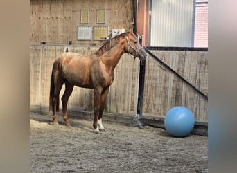KWPN, Étalon, 3 Ans, 165 cm, Alezan brûlé