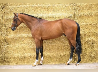 KWPN, Étalon, 3 Ans, 165 cm, Bai