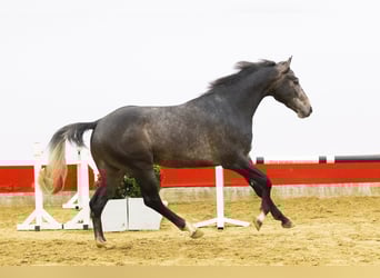 KWPN, Étalon, 3 Ans, 165 cm