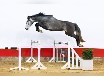 KWPN, Étalon, 3 Ans, 166 cm, Gris