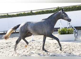 KWPN, Étalon, 3 Ans, 166 cm, Gris pommelé