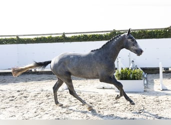 KWPN, Étalon, 3 Ans, 166 cm, Gris pommelé