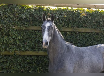 KWPN, Étalon, 3 Ans, 166 cm, Gris pommelé