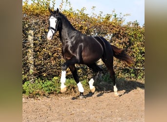 KWPN, Étalon, 3 Ans, 166 cm, Noir