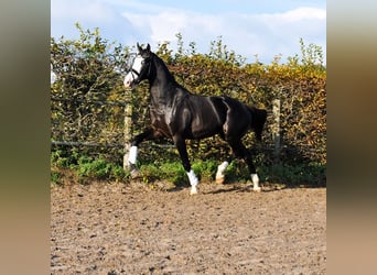 KWPN, Étalon, 3 Ans, 166 cm, Noir