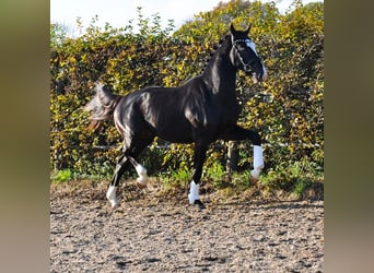 KWPN, Étalon, 3 Ans, 166 cm, Noir