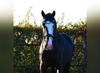 KWPN, Étalon, 3 Ans, 166 cm, Noir