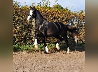 KWPN, Étalon, 3 Ans, 166 cm, Noir