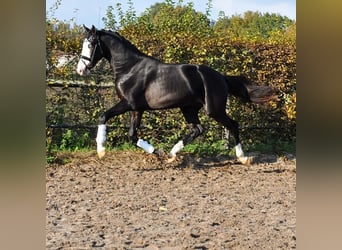 KWPN, Étalon, 3 Ans, 166 cm, Noir