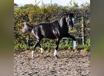 KWPN, Étalon, 3 Ans, 166 cm, Noir