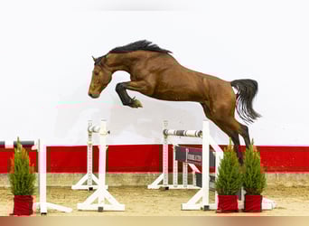 KWPN, Étalon, 3 Ans, 167 cm, Bai