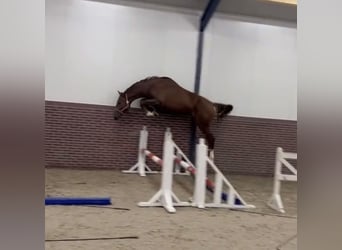 KWPN, Étalon, 3 Ans, 168 cm, Alezan brûlé