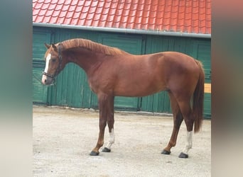 KWPN, Étalon, 3 Ans, 168 cm, Alezan