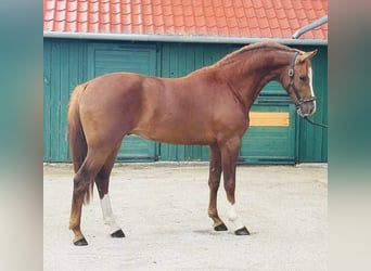 KWPN, Étalon, 3 Ans, 168 cm, Alezan