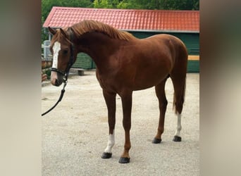 KWPN, Étalon, 3 Ans, 168 cm, Alezan