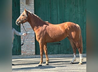 KWPN, Étalon, 3 Ans, 168 cm, Alezan