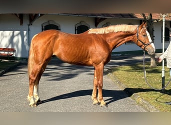 KWPN, Étalon, 3 Ans, 168 cm, Alezan