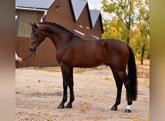 KWPN, Étalon, 3 Ans, 168 cm, Bai cerise