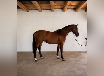 KWPN, Étalon, 3 Ans, 168 cm, Bai cerise