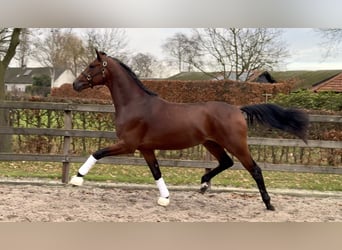 KWPN, Étalon, 3 Ans, 168 cm