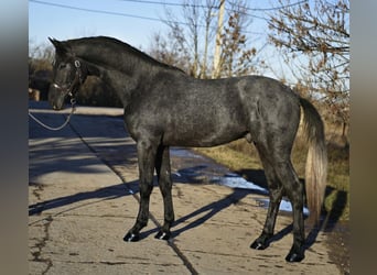 KWPN, Étalon, 3 Ans, 168 cm, Gris