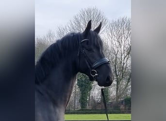 KWPN, Étalon, 3 Ans, 168 cm, Noir