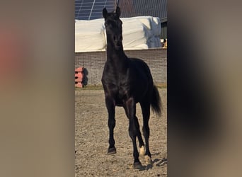 KWPN, Étalon, 3 Ans, 168 cm, Noir