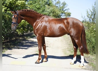 KWPN, Étalon, 3 Ans, 170 cm, Alezan brûlé