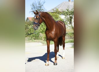 KWPN, Étalon, 3 Ans, 170 cm, Alezan brûlé