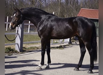 KWPN, Étalon, 3 Ans, 170 cm, Bai brun