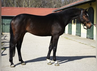 KWPN, Étalon, 3 Ans, 170 cm, Bai brun