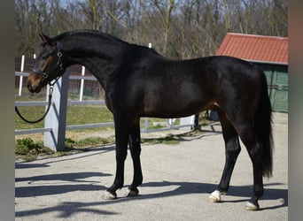 KWPN, Étalon, 3 Ans, 170 cm, Bai brun