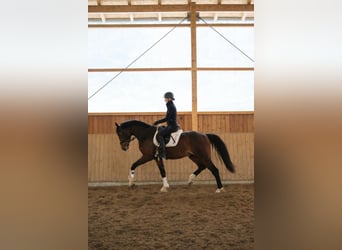 KWPN, Étalon, 3 Ans, 170 cm, Bai