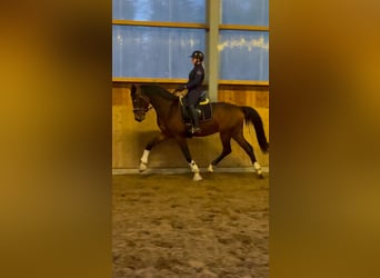 KWPN, Étalon, 3 Ans, 170 cm, Bai