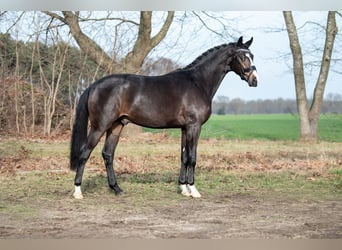 KWPN, Étalon, 3 Ans, 170 cm, Bai