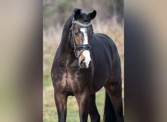 KWPN, Étalon, 3 Ans, 170 cm, Bai