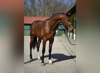 KWPN, Étalon, 3 Ans, 170 cm, Bai