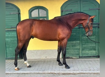 KWPN, Étalon, 3 Ans, 170 cm, Bai