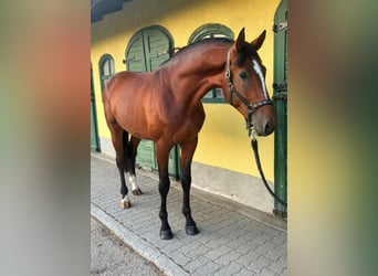 KWPN, Étalon, 3 Ans, 170 cm, Bai