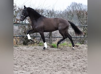 KWPN, Étalon, 3 Ans, 170 cm, Buckskin