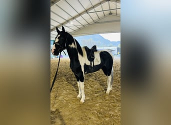 KWPN, Étalon, 3 Ans, 170 cm